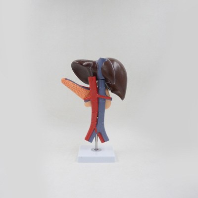 PNT-0452 肝胰十二指肠2部件用肝解刨模型肝胰十二指肠切面模型