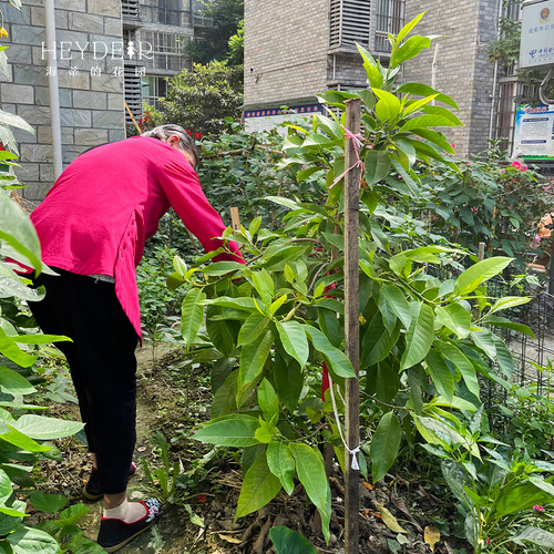 海蒂的花园黄葛兰黄角兰白兰花四川本土植物耐热香味花卉树苗盆栽