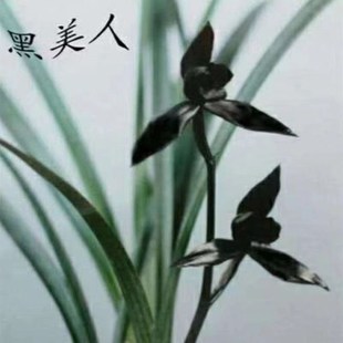 兰花国宝级,好养易活浓香型养兰人的最爱