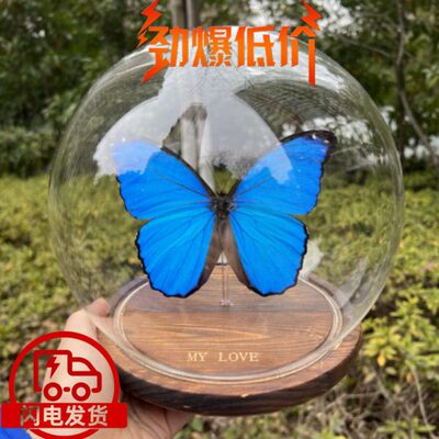 大蓝闪蝶欢乐女神闪蝶Morpho didius闪蝶标本玻璃罩实木相框礼品