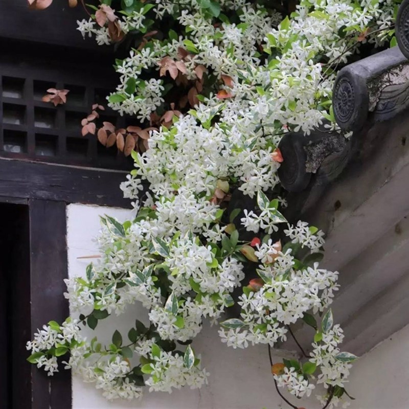 【嘉瑞】浓香常绿攀爬植物 粉色黄花花叶风车茉莉 盆栽苗