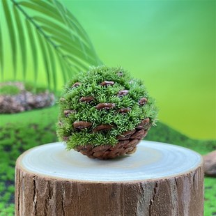 自然引力 放轻松创意松果鲜活苔藓微景观桌面好养绿植送人小礼品