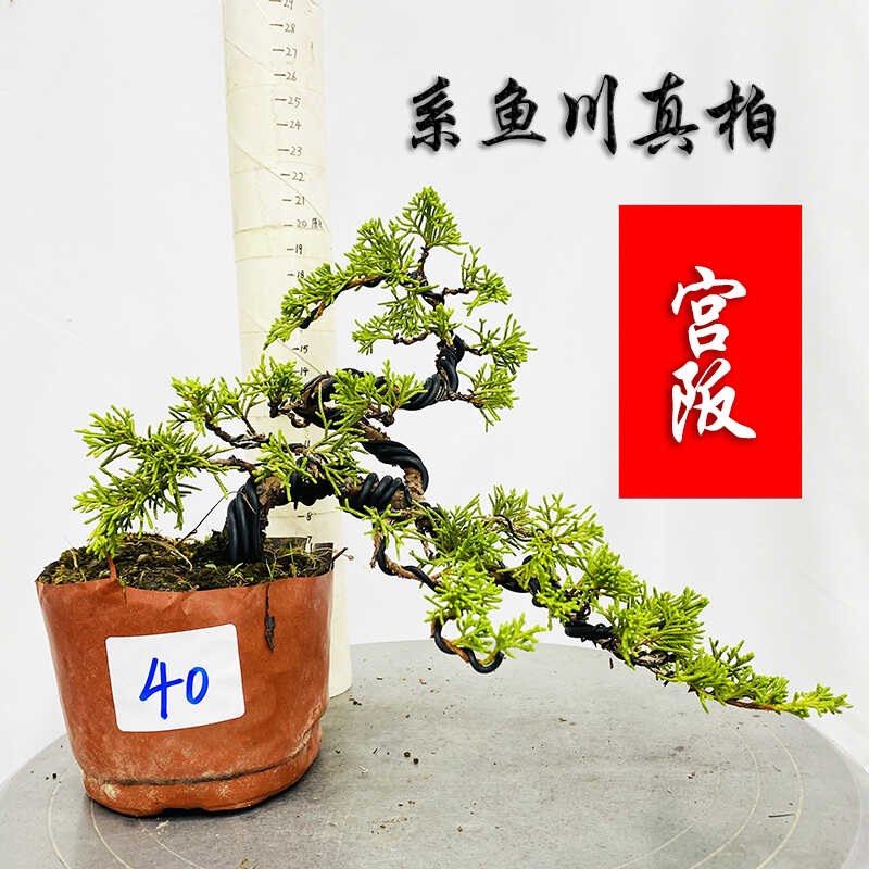 宫阪系鱼川真柏造型微盆景老桩桌面盆栽室内阳台装饰造景绿植真花