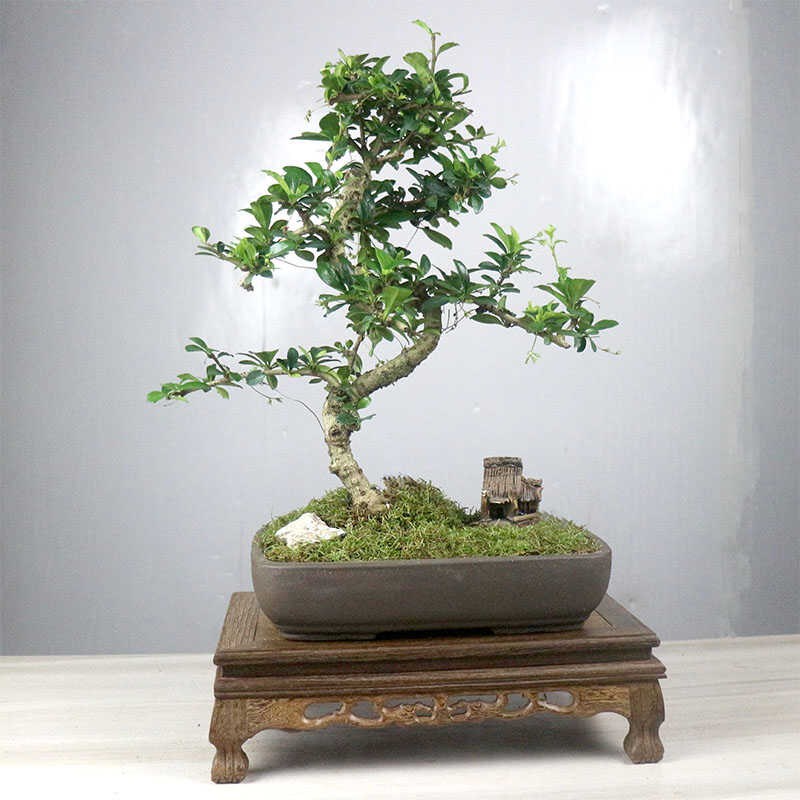 小叶福建茶盆栽茶桌精品小绿植摆件室内客厅办公桌植物桌面好养