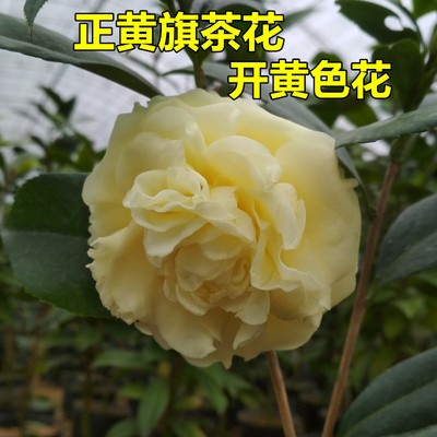 正黄旗茶花盆栽开纯黄色花阳台奇特名贵品种绿植花卉福建龙岩树苗