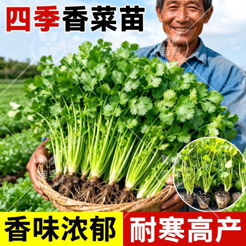 老品种香菜苗耐热大叶芫荽高产