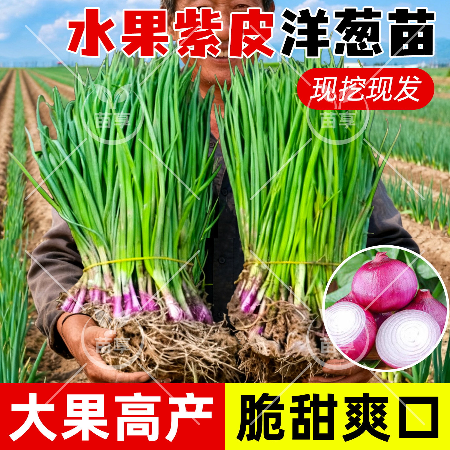 红皮洋葱苗秧苗种植苗特大圆葱耐寒紫皮洋葱秋冬葱种孑蔬菜苗带土