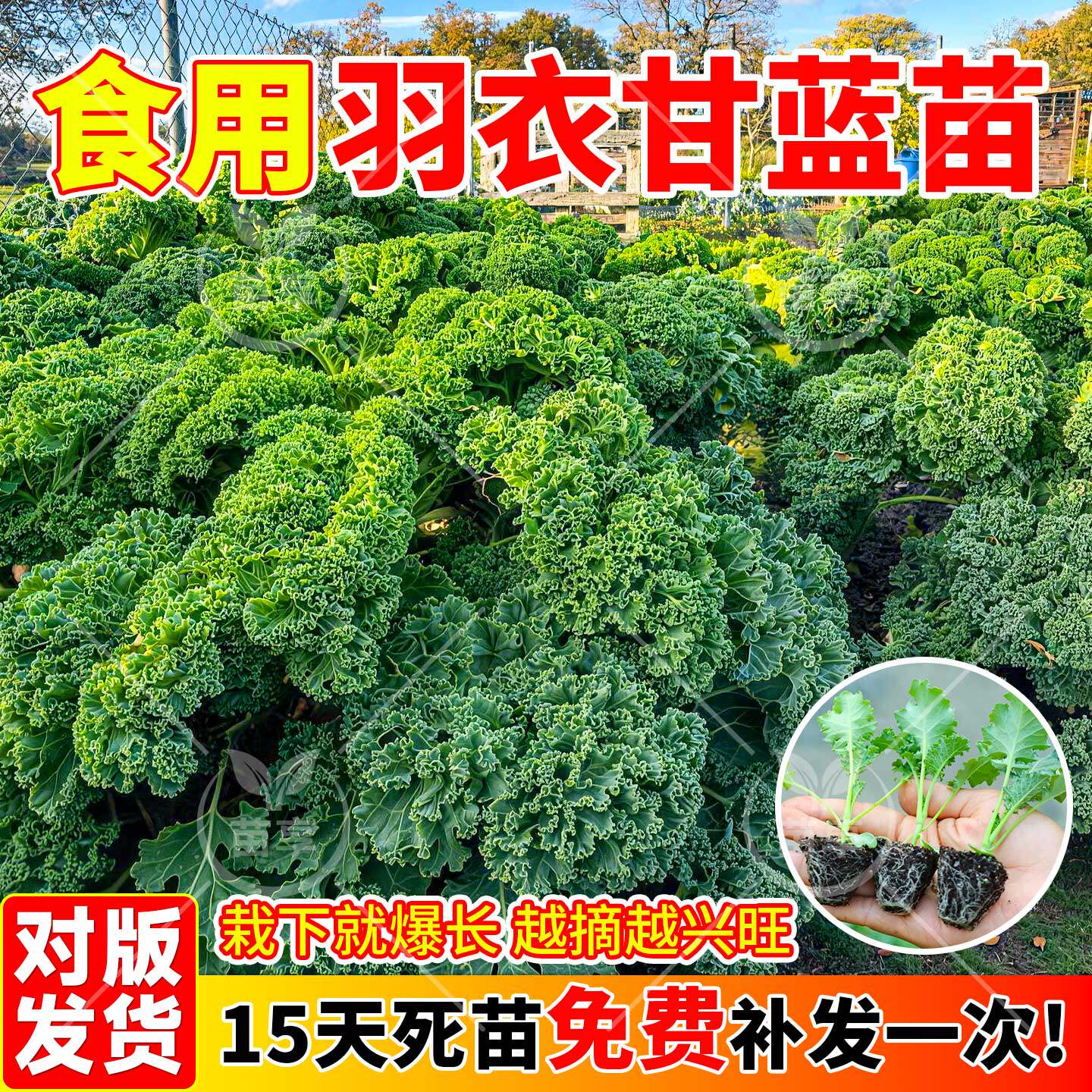 四季可食用羽衣甘蓝苗大苗阳台
