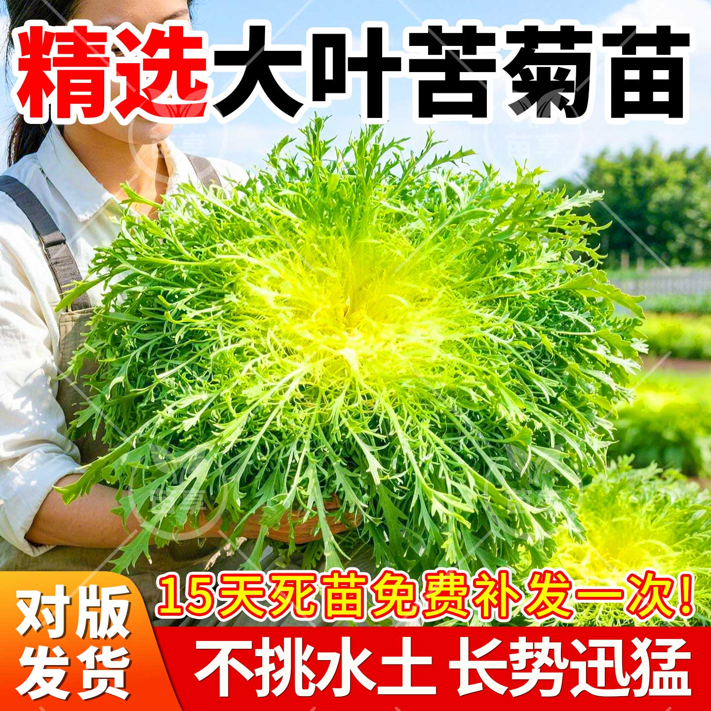 苦菊秧苗苦菊苗可生吃黄心降火苦菊菜苗苦菊种子阳台蔬菜苗盆栽