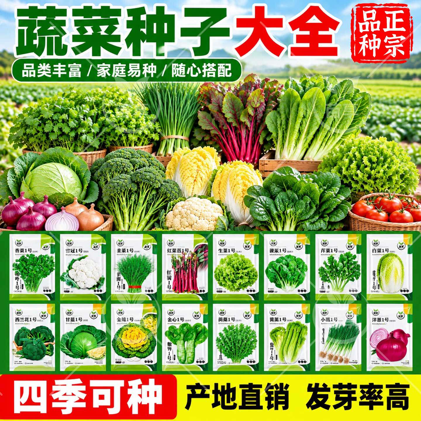 秋季各种蔬菜种子大全香菜生菜白菜芹菜木耳菜洋葱西兰花家庭园艺