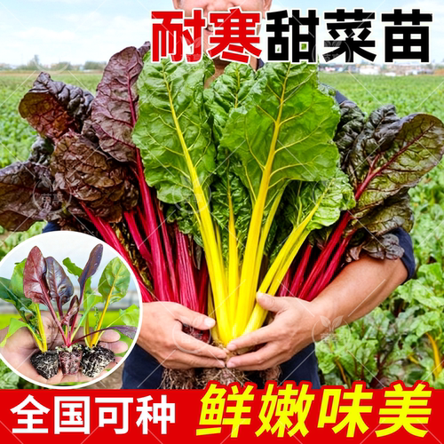 寿光高甜红黄甜菜苗秧带土球