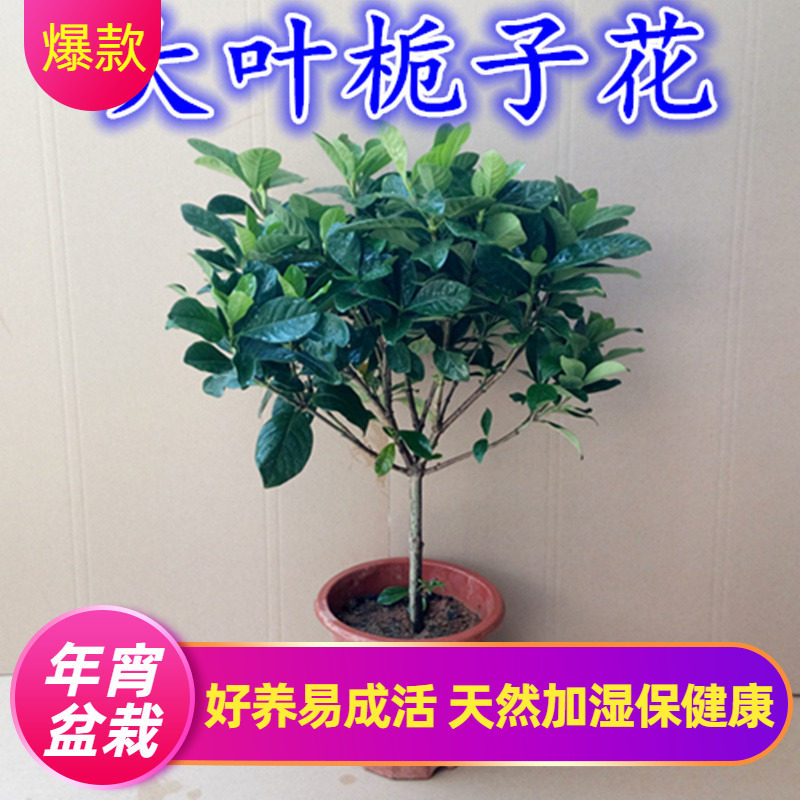 阳台室内盆栽花卉绿植物牡丹独杆栀子花苗大叶四季开花枝子花