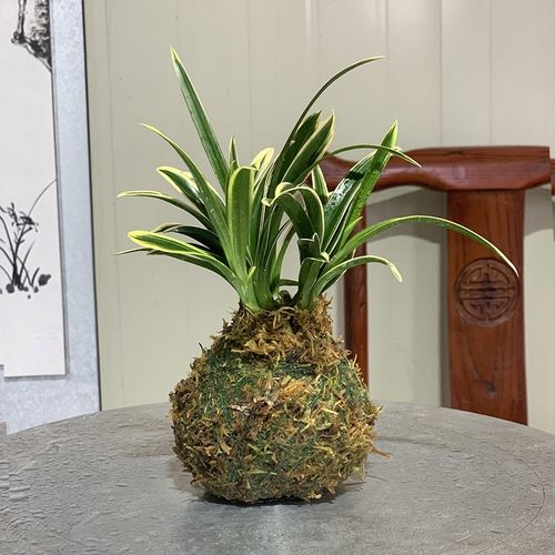 金边迷你金元宝苔藓玉兰花苗开花浓香好养办公桌客厅绿植物花卉苗