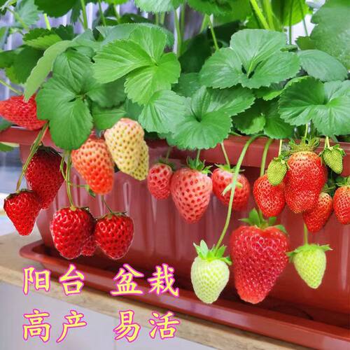 新奶油草莓苗大果红颜草莓秧苗季阳台地栽当年结果先挖先卖