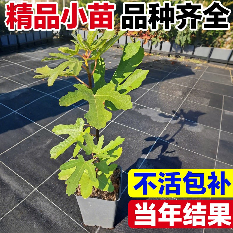 无花果树果苗特大果当年结果南北方种植盆栽矮化波姬红水果苗大全