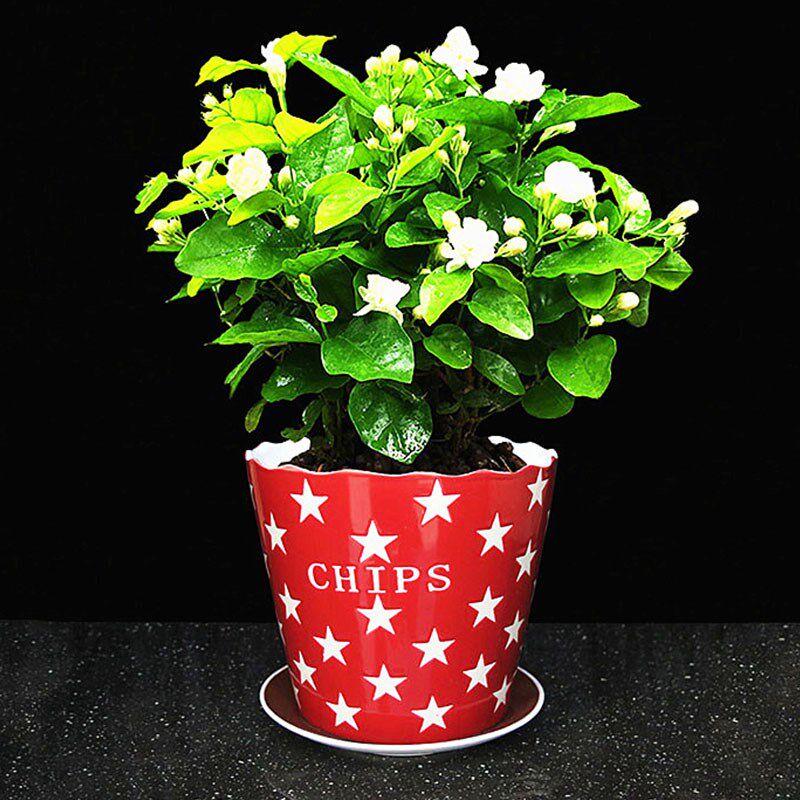 大号骨瓷无孔水培碗莲花盆办公桌面多肉植物绿植花卉带托花盆陶瓷