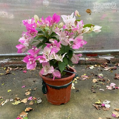 三角梅带花盆栽绿樱老桩爬藤漳红缨大苗扦插苗四季开花庭院植物