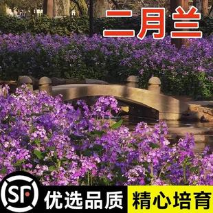 二月兰花种子四季易活多年生宿根诸葛菜花籽秋播耐阴耐寒花种籽孑