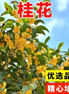 桂花种子金桂银桂丹桂沉香桂朱砂桂花种籽秧苗耐寒树种籽