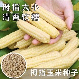 西双版纳香糯拇指小玉米种云南拇指迷你玉米种籽牛奶手指玉米种子