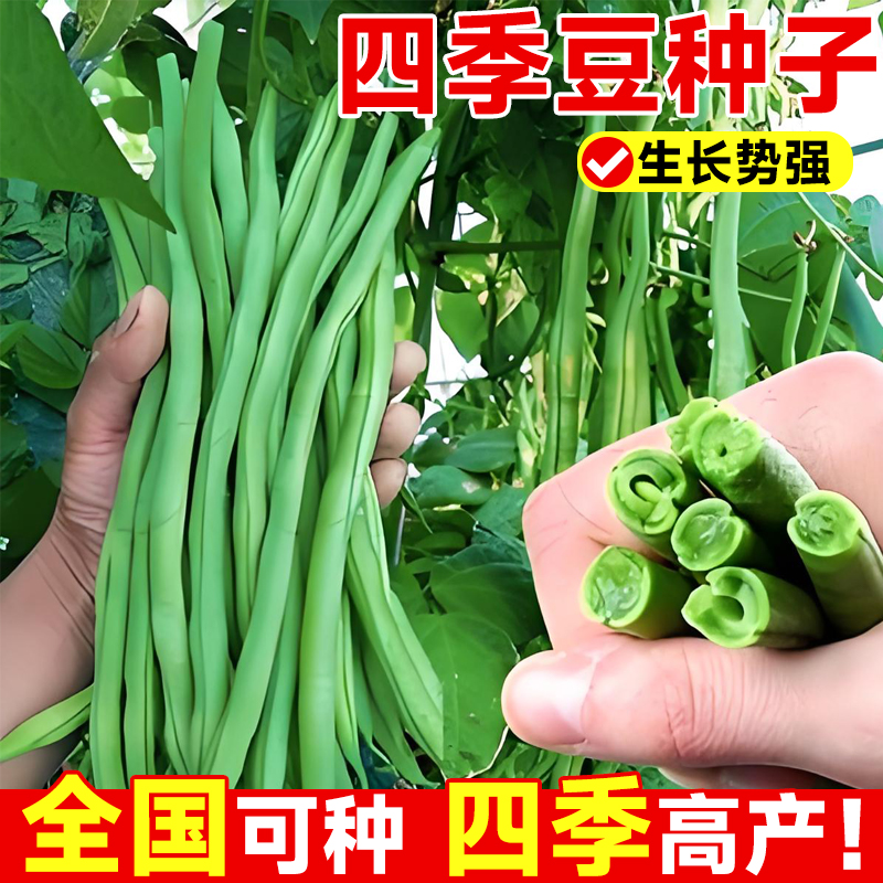 早熟有架四季豆种子爬藤四季芸豆豆角种子无架无筋四季豆种苗籽种
