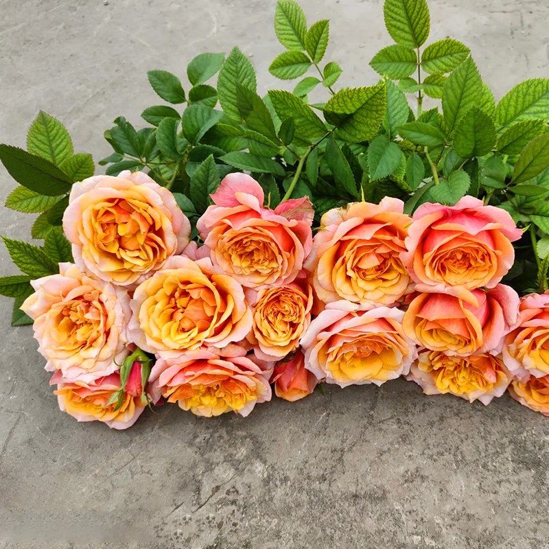 艾帕索月季花苗四季浓香灌木大花苗阳台盆栽庭院地栽切花玫瑰欧月