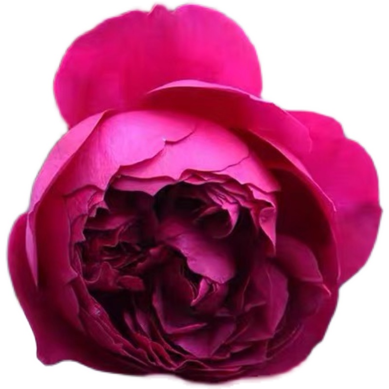 秋日胭脂香气扑鼻月季花苗大花浓香多头四季花阳台玫瑰盆栽花卉