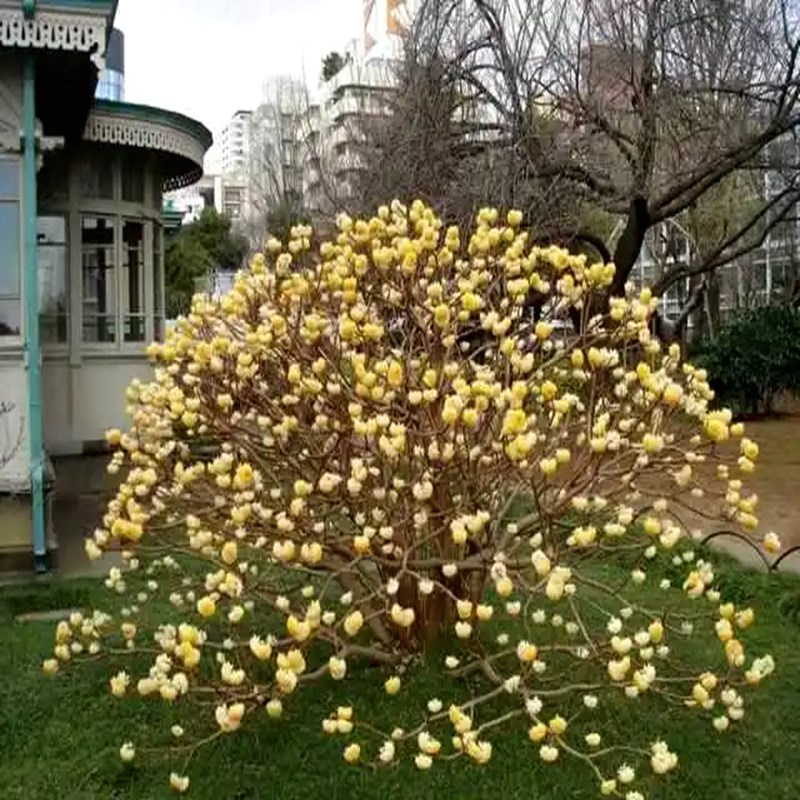 结香树苗金腰袋打结花梦冬花庭院耐寒风景树盆栽浓香独杆结香花苗