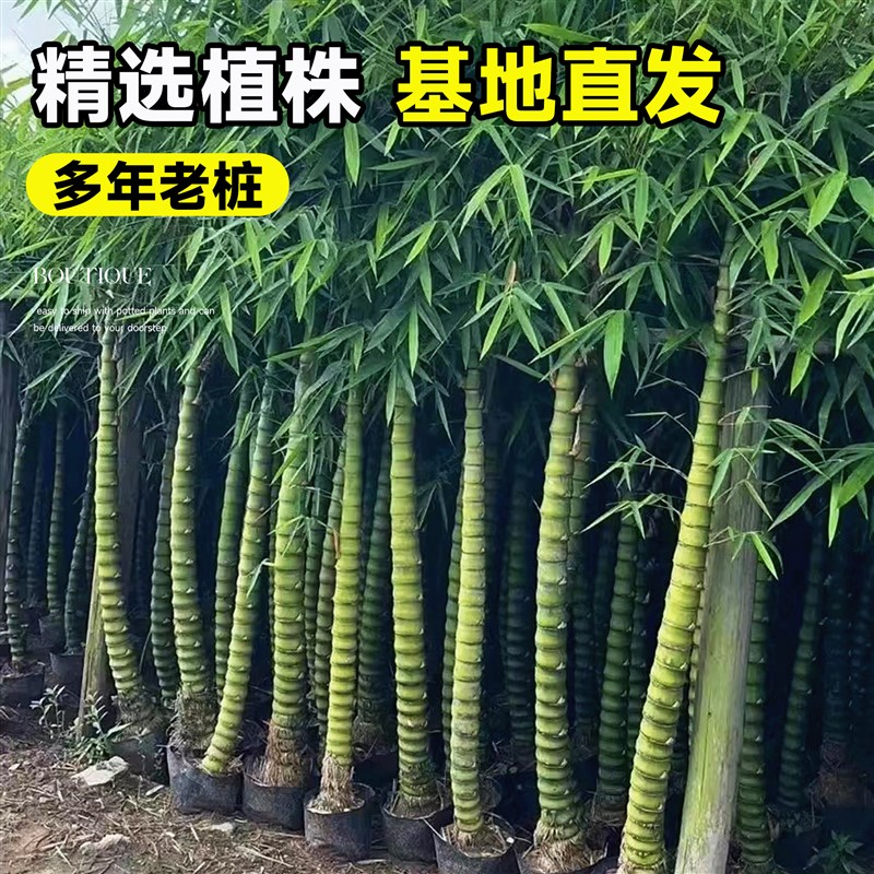 竹子盆栽佛肚竹老桩罗汉竹盆景绿植树苗室内外办公室庭院观赏植物