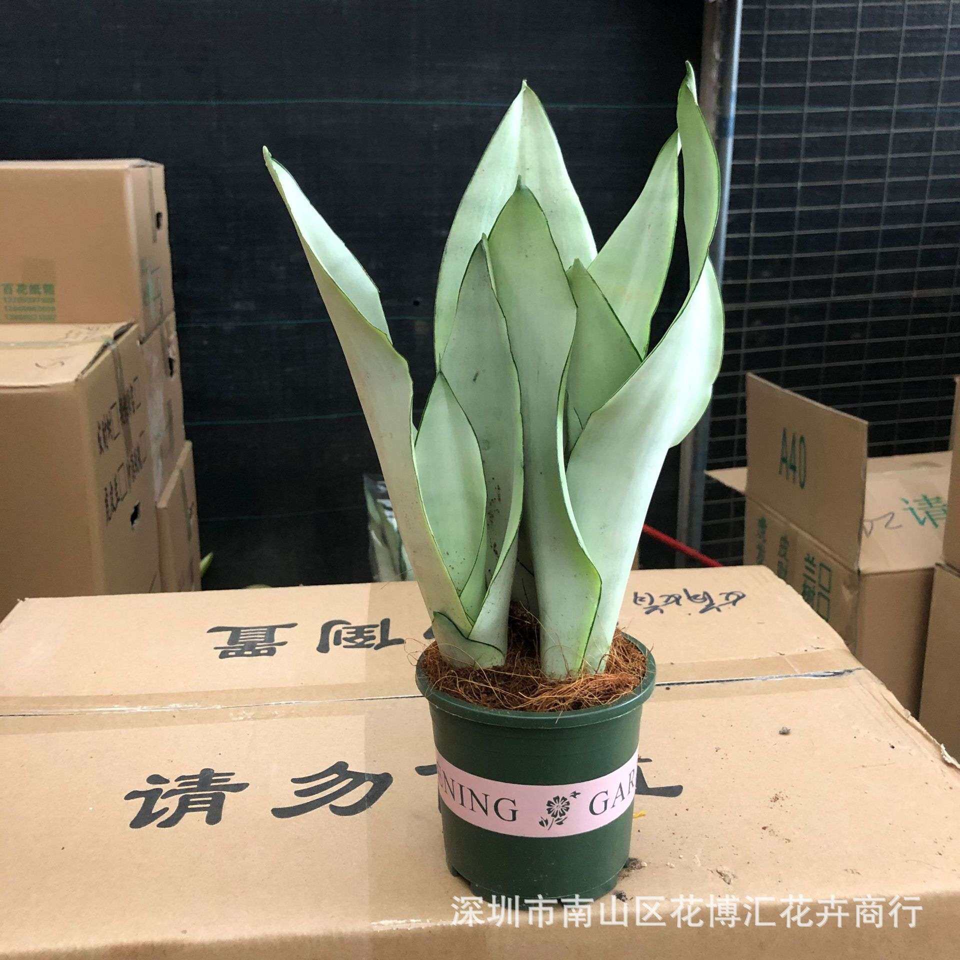 办公室内外多年生草木观叶虎尾兰白玉虎皮兰盆栽观赏绿植