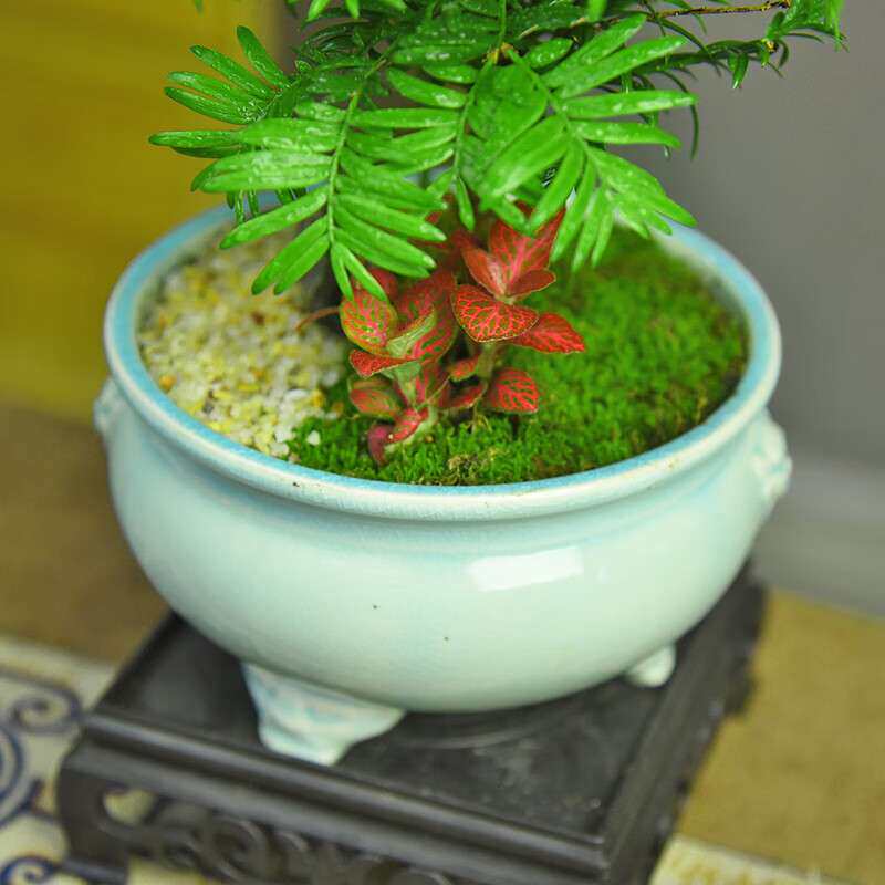 红豆杉迷你植物盆景室内办公桌绿植盆栽茶室装饰摆件新中式家居