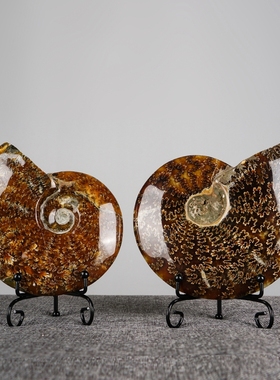 天然简约螺化玉菊螺化石家居桌面摆饰装饰品时尚收藏送礼摆件