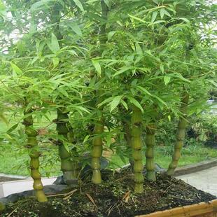 金丝佛肚竹竹子苗庭院客厅罗汉竹老桩矮化观叶绿植室内盆栽植物
