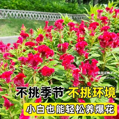 鸡冠花种子室内外凤尾羽状盆栽植物四季播种开花阳台庭院花籽秧苗