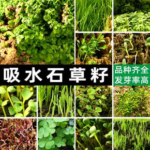 吸水石盆景草籽微植物景观假山上种的造景草籽四季播种珍珠草种子