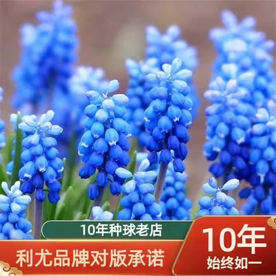 葡萄风信子种球小球根室内外阳台盆栽地栽多年生花卉日出进口种子