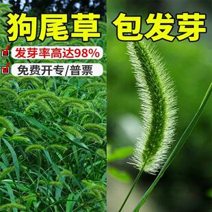狗尾巴草种子孑芮草种籽草坪草种耐旱绿化观赏草籽护坡固土牧草籽