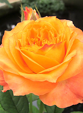 浪漫橙色阳台盆栽切花玫瑰庭院地栽丰花月季抗病耐寒耐旱分枝性好