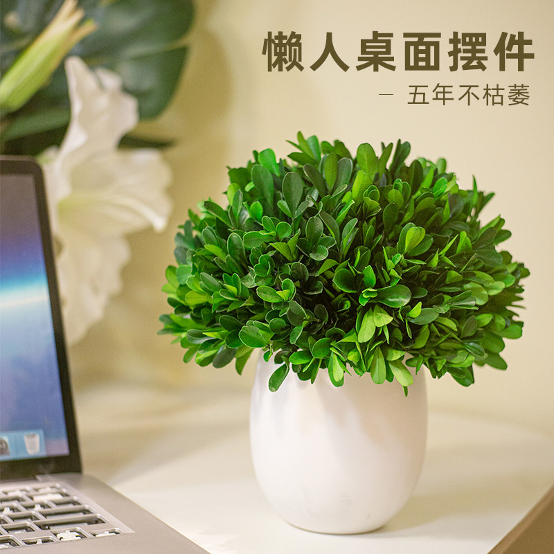 永生绿植室内盆栽小叶黄杨盆景客厅好养活四季植物客厅装饰品摆件
