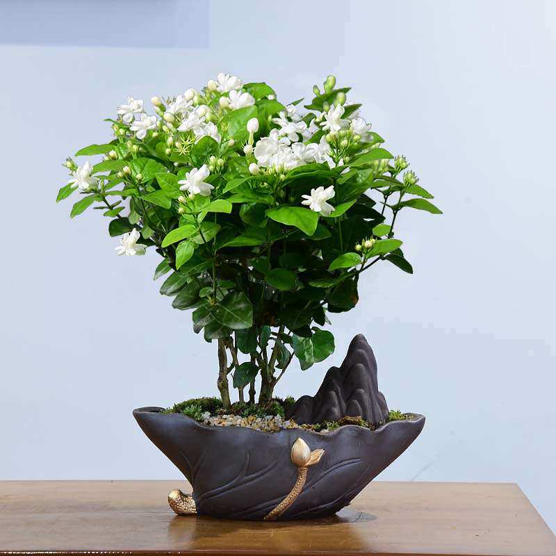 迎春花大茉莉花盆栽花卉植物室内花客厅办公绿植开花卉盆景鲜花