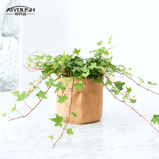爱优尚常春藤盆栽小型植物室内客厅办公室桌面绿植净化空气长春藤