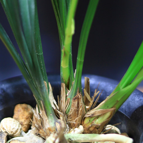 夏季带花苞兰花苗老种建兰四季兰一品梅浓香室内阳台花卉好养绿植