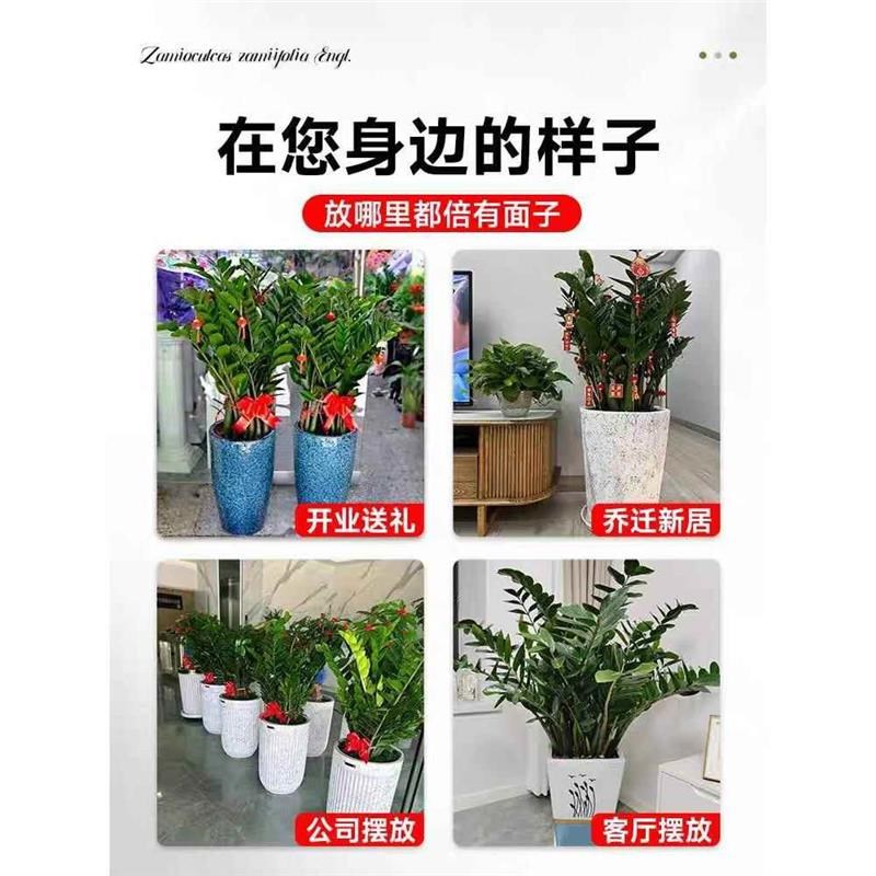 金钱树盆栽圆叶摇钱串子树苗办公室内客厅大型发财树真花盆景绿植