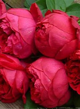 P8红色龙沙宝石中大苗原盆原土爬藤丰花多季扦插藤本月季花玫瑰