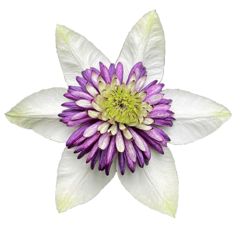 新幻紫弗罗里达铁线莲花苗盆栽阳台庭院耐寒爬藤花卉多季藤蔓植物