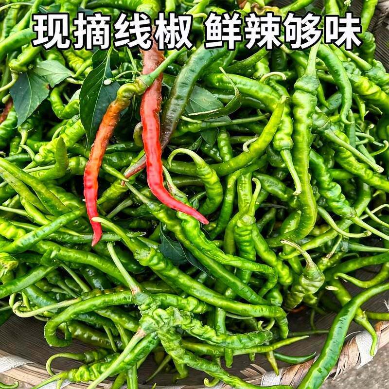 香辣湖南隆回本地新鲜采摘现发薄皮软香辣青红辣椒