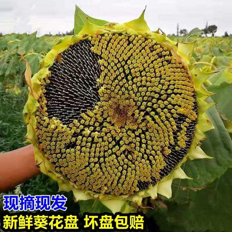 【4周年庆】带盘鲜瓜子新鲜向日葵瓜子葵花盘整盘现摘带籽