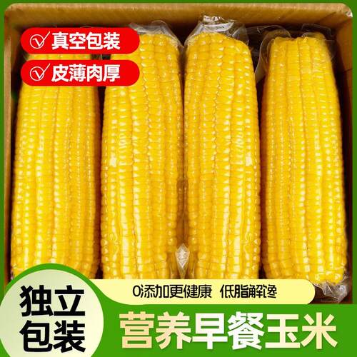 知春寒【新疆直发】黄糯玉米真空包装糯玉米黏糯甜玉米代餐早餐8