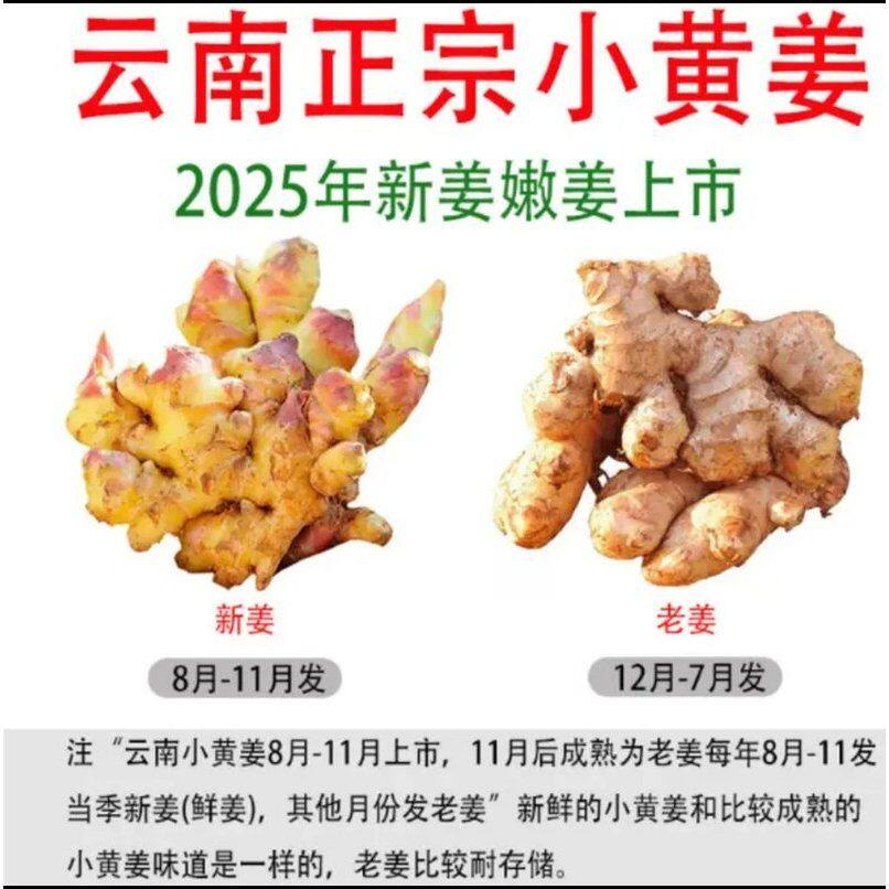 云南小黄姜鲜姜红芽嫩姜当季蔬菜新鲜生姜嫩姜仔姜
