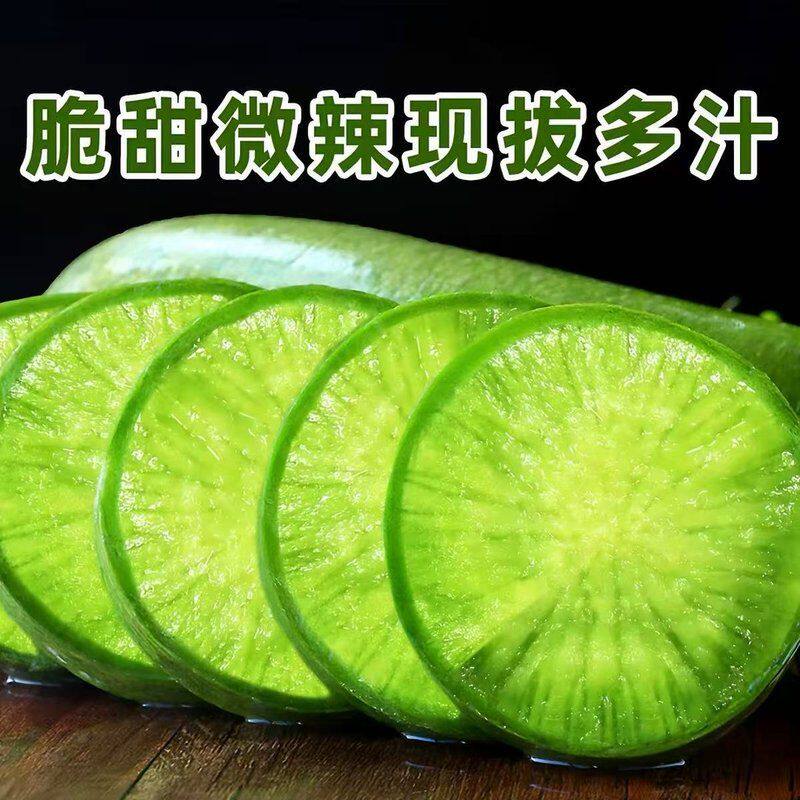 山东潍坊水果萝卜脆甜多汁现摘现发正宗潍县萝卜4.5斤